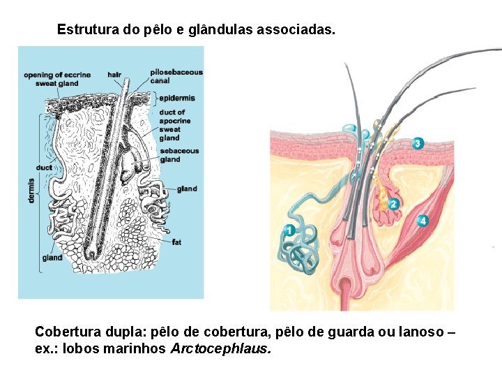 Estrutura do pêlo e glândulas associadas. Cobertura dupla: pêlo de cobertura, pêlo de guarda