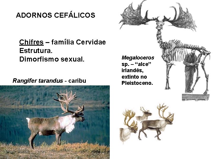 ADORNOS CEFÁLICOS Chifres – família Cervidae Estrutura. Dimorfismo sexual. Rangifer tarandus - caribu Megaloceros