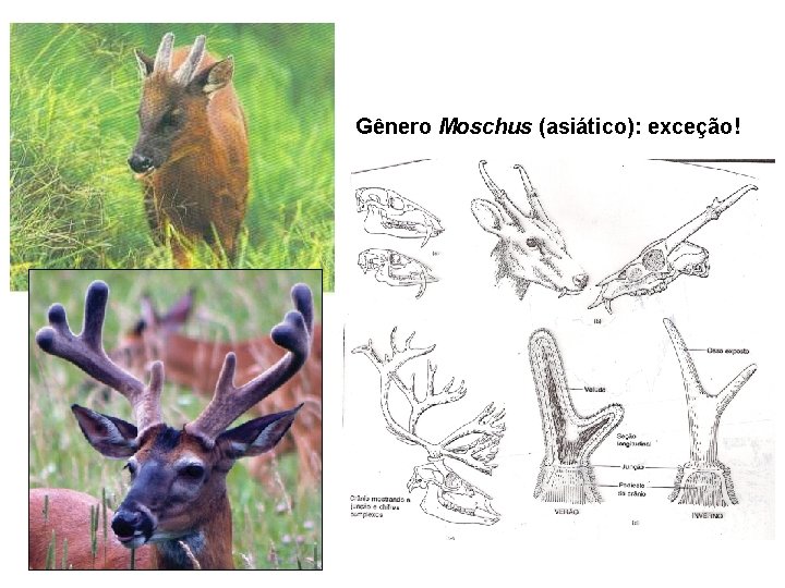 Gênero Moschus (asiático): exceção! 