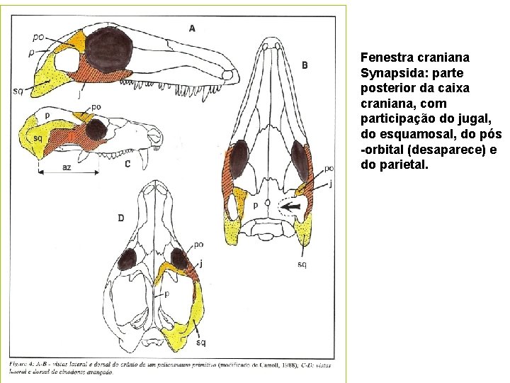 Fenestra craniana Synapsida: parte posterior da caixa craniana, com participação do jugal, do esquamosal,