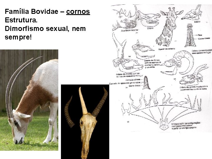 Família Bovidae – cornos Estrutura. Dimorfismo sexual, nem sempre! 