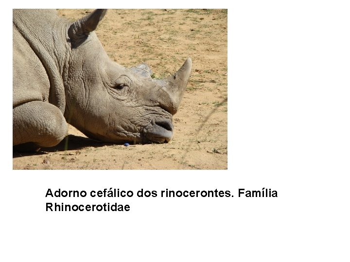 Adorno cefálico dos rinocerontes. Família Rhinocerotidae 