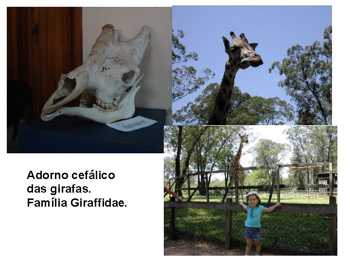 Adorno cefálico das girafas. Família Giraffidae. 