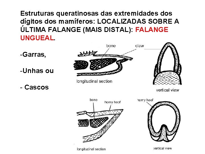 Estruturas queratinosas das extremidades dos dígitos dos mamíferos: LOCALIZADAS SOBRE A ÚLTIMA FALANGE (MAIS