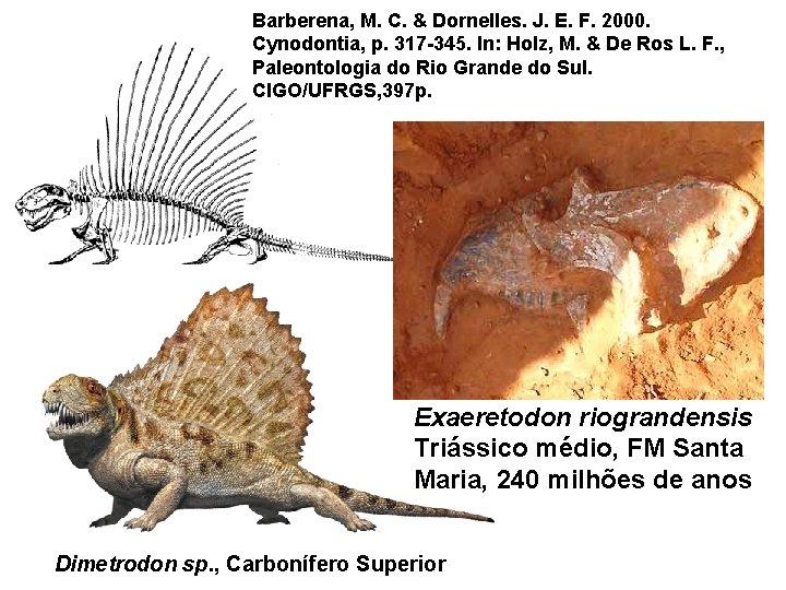 Barberena, M. C. & Dornelles. J. E. F. 2000. Cynodontia, p. 317 -345. In: