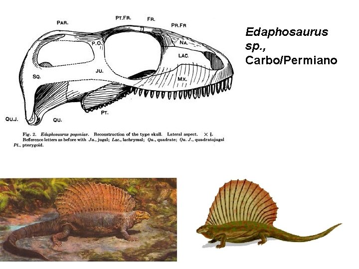 Edaphosaurus sp. , Carbo/Permiano 