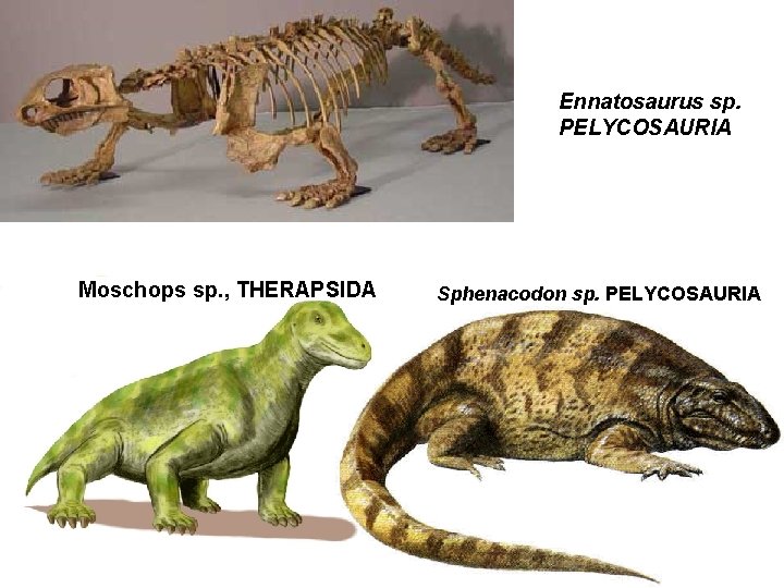 Ennatosaurus sp. PELYCOSAURIA Moschops sp. , THERAPSIDA Sphenacodon sp. PELYCOSAURIA 