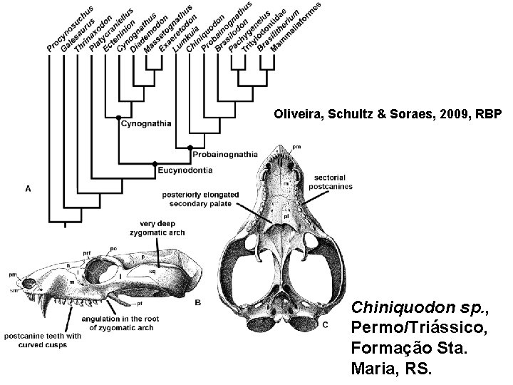 Oliveira, Schultz & Soraes, 2009, RBP Chiniquodon sp. , Permo/Triássico, Formação Sta. Maria, RS.