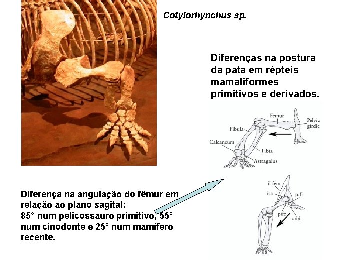 Cotylorhynchus sp. Diferenças na postura da pata em répteis mamaliformes primitivos e derivados. Diferença