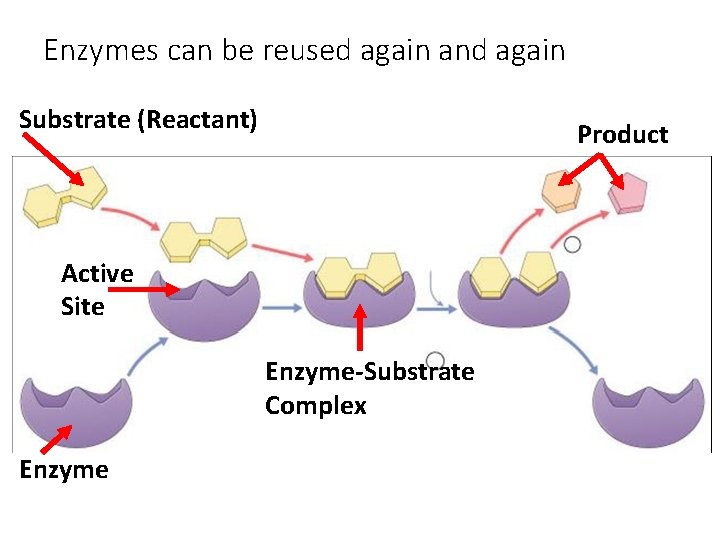 Enzymes can be reused again and again Substrate (Reactant) Product Active Site Enzyme-Substrate Complex