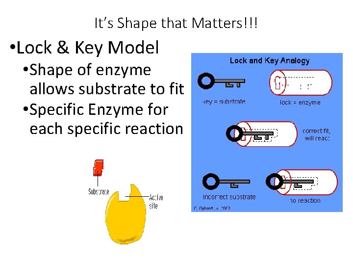 It’s Shape that Matters!!! • Lock & Key Model • Shape of enzyme allows