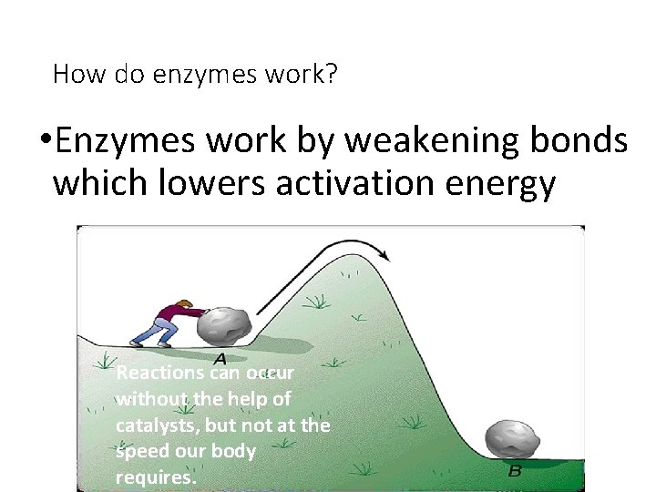 How do enzymes work? • Enzymes work by weakening bonds which lowers activation energy