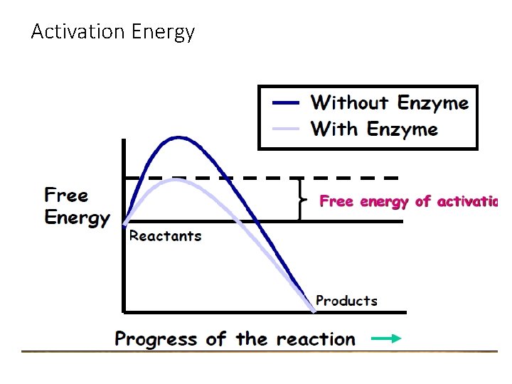 Activation Energy 