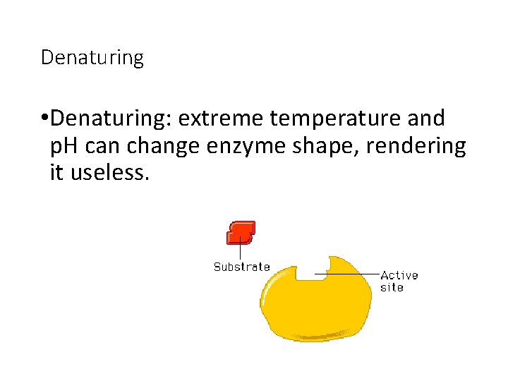 Denaturing • Denaturing: extreme temperature and p. H can change enzyme shape, rendering it