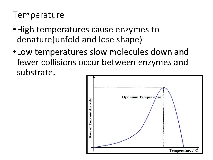 Temperature • High temperatures cause enzymes to denature(unfold and lose shape) • Low temperatures