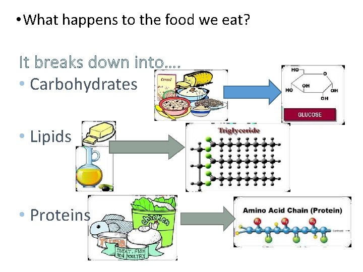  • What happens to the food we eat? It breaks down into…. •