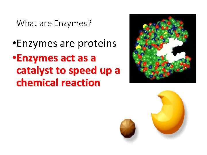 What are Enzymes? • Enzymes are proteins • Enzymes act as a catalyst to