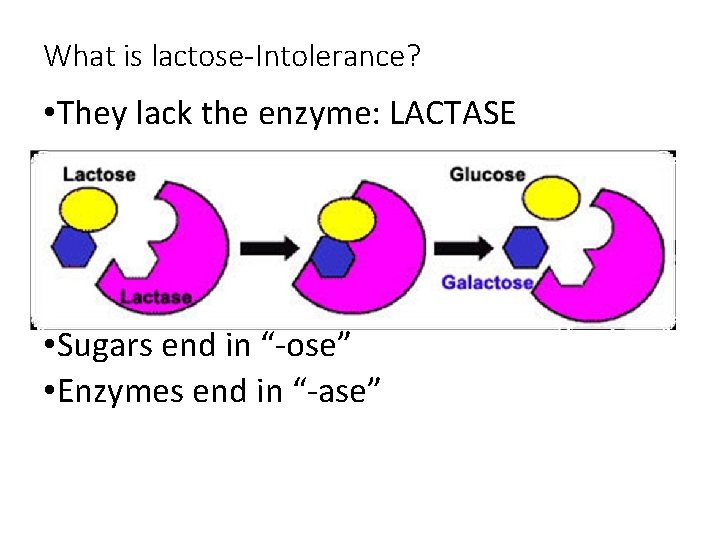 What is lactose-Intolerance? • They lack the enzyme: LACTASE • Sugars end in “-ose”