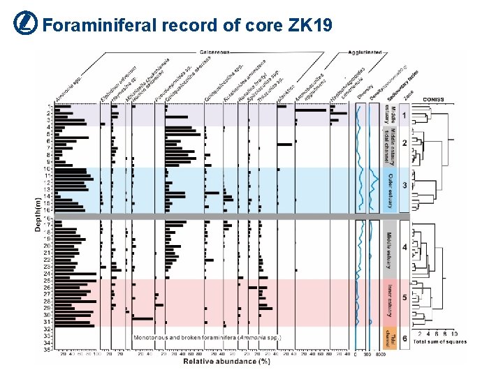 Foraminiferal record of core ZK 19 