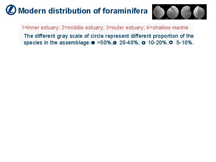 Modern distribution of foraminifera 1=inner estuary; 2=middle estuary; 3=outer estuary; 4=shallow marine The different