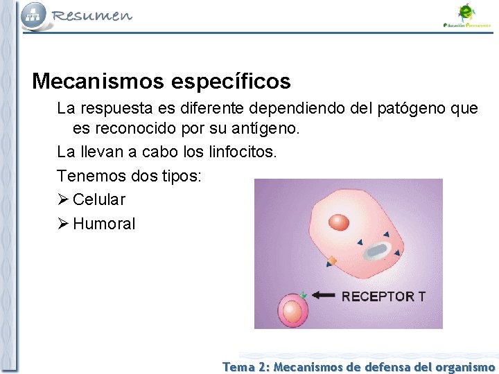 Mecanismos específicos La respuesta es diferente dependiendo del patógeno que es reconocido por su