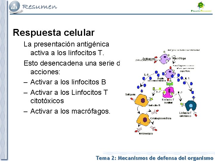 Respuesta celular La presentación antigénica activa a los linfocitos T. Esto desencadena una serie