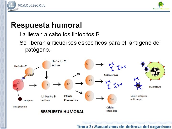 Respuesta humoral La llevan a cabo los linfocitos B Se liberan anticuerpos específicos para