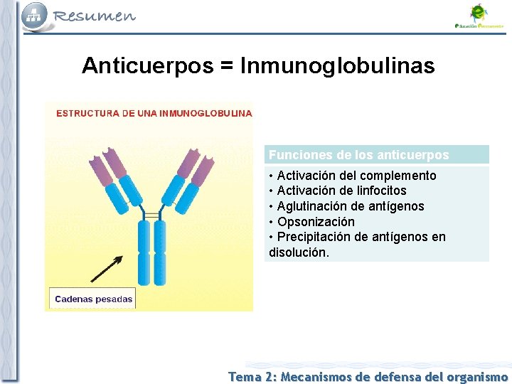 Anticuerpos = Inmunoglobulinas Funciones de los anticuerpos • Activación del complemento • Activación de