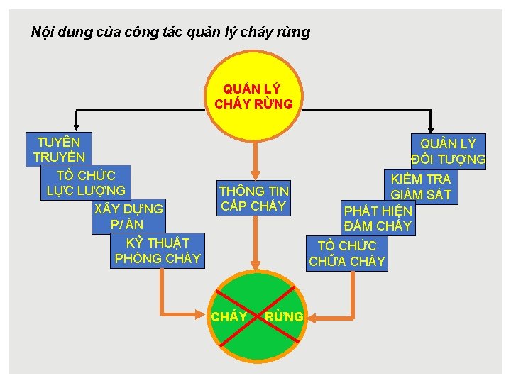 Nội dung của công tác quản lý cháy rừng QUẢN LÝ CHÁY RỪNG TUYÊN