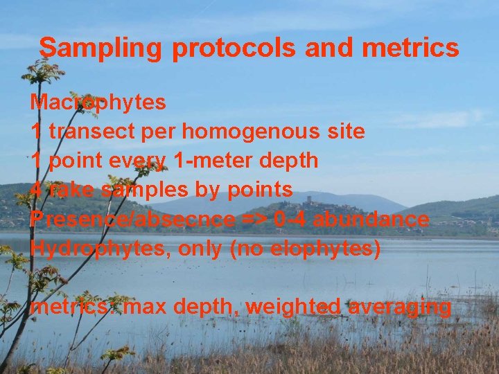 Sampling protocols and metrics Macrophytes 1 transect per homogenous site 1 point every 1
