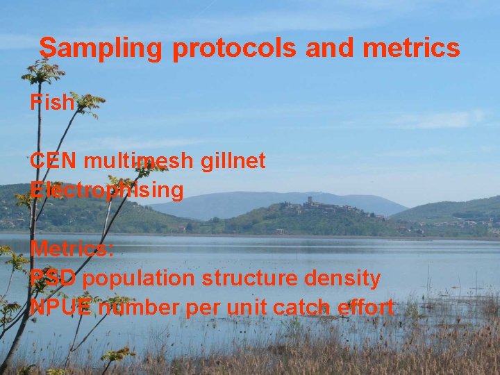 Sampling protocols and metrics Fish CEN multimesh gillnet Electrophising Metrics: PSD population structure density