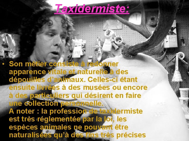 Taxidermiste: • Son métier consiste à redonner apparence vitale et naturelle à des dépouilles