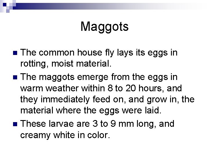 Maggots The common house fly lays its eggs in rotting, moist material. n The