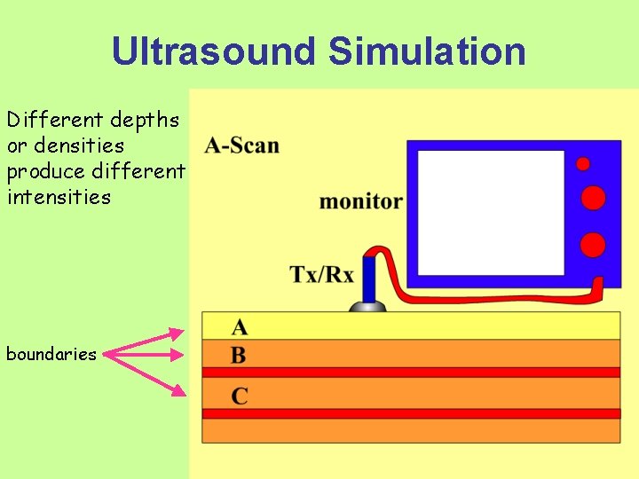 Ultrasound Simulation Different depths or densities produce different intensities boundaries 12 