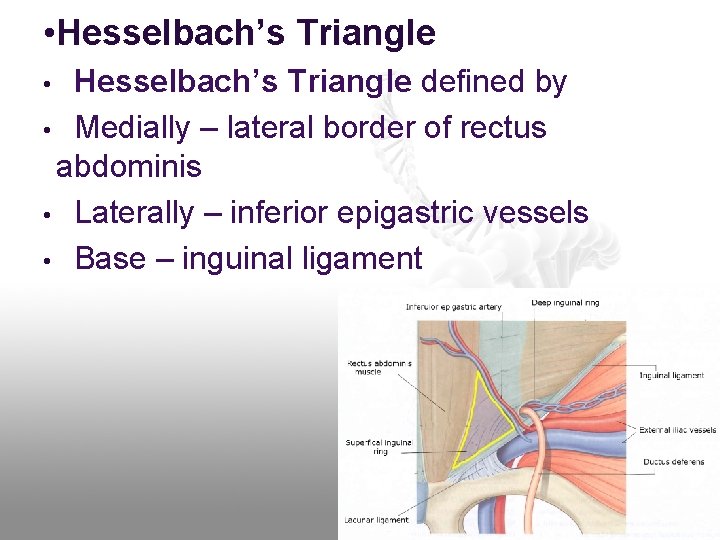  • Hesselbach’s Triangle defined by • Medially – lateral border of rectus abdominis