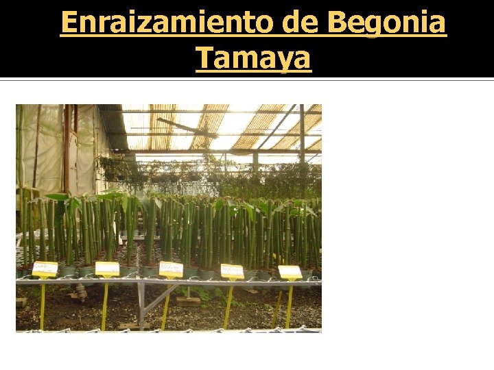 Enraizamiento de Begonia Tamaya 