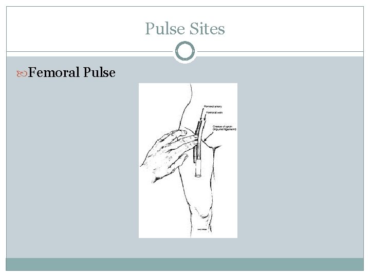 Pulse Sites Femoral Pulse 