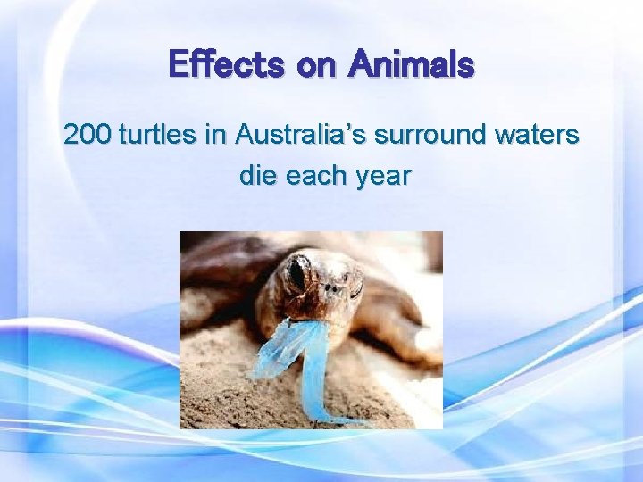 Effects on Animals 200 turtles in Australia’s surround waters die each year 