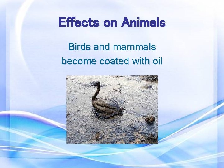 Effects on Animals Birds and mammals become coated with oil 