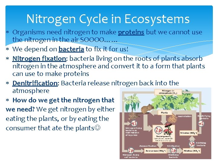 Nitrogen Cycle in Ecosystems Organisms need nitrogen to make proteins but we cannot use