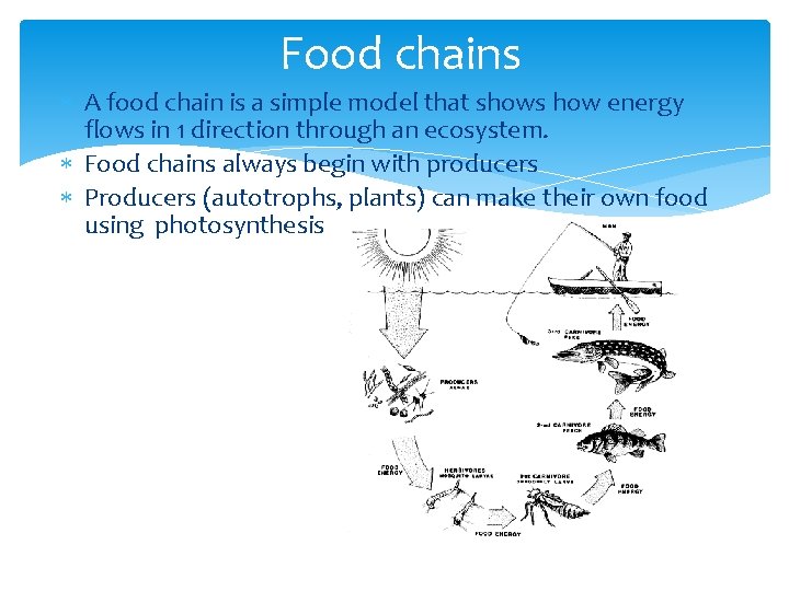Food chains A food chain is a simple model that shows how energy flows