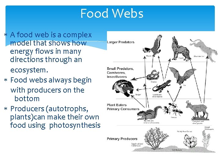 Food Webs A food web is a complex model that shows how energy flows