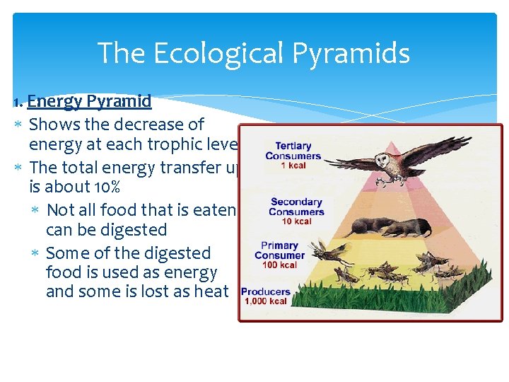 The Ecological Pyramids 1. Energy Pyramid Shows the decrease of energy at each trophic