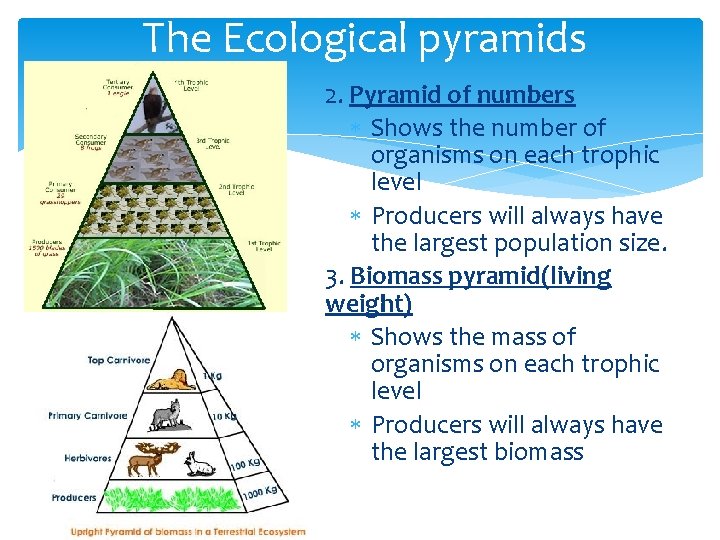 The Ecological pyramids 2. Pyramid of numbers Shows the number of organisms on each