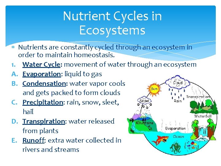Nutrient Cycles in Ecosystems Nutrients are constantly cycled through an ecosystem in order to