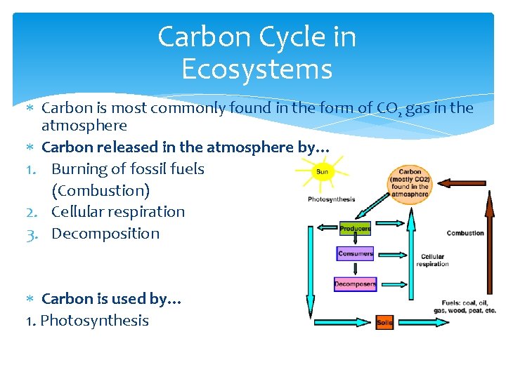 Carbon Cycle in Ecosystems Carbon is most commonly found in the form of CO