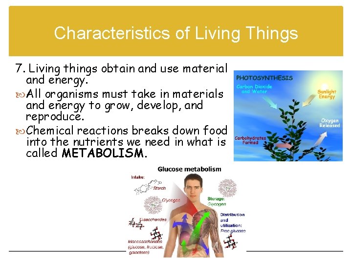 Characteristics of Living Things 7. Living things obtain and use material and energy. All