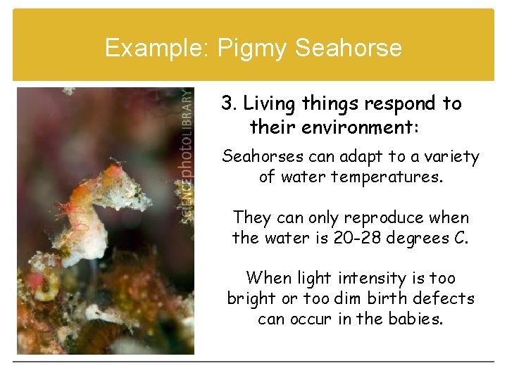 Example: Pigmy Seahorse 3. Living things respond to their environment: Seahorses can adapt to