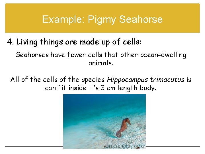 Example: Pigmy Seahorse 4. Living things are made up of cells: Seahorses have fewer