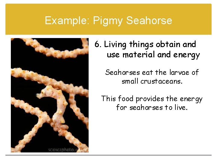 Example: Pigmy Seahorse 6. Living things obtain and use material and energy Seahorses eat